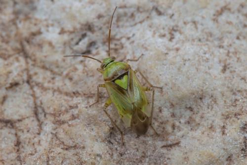 Lygus maritimus